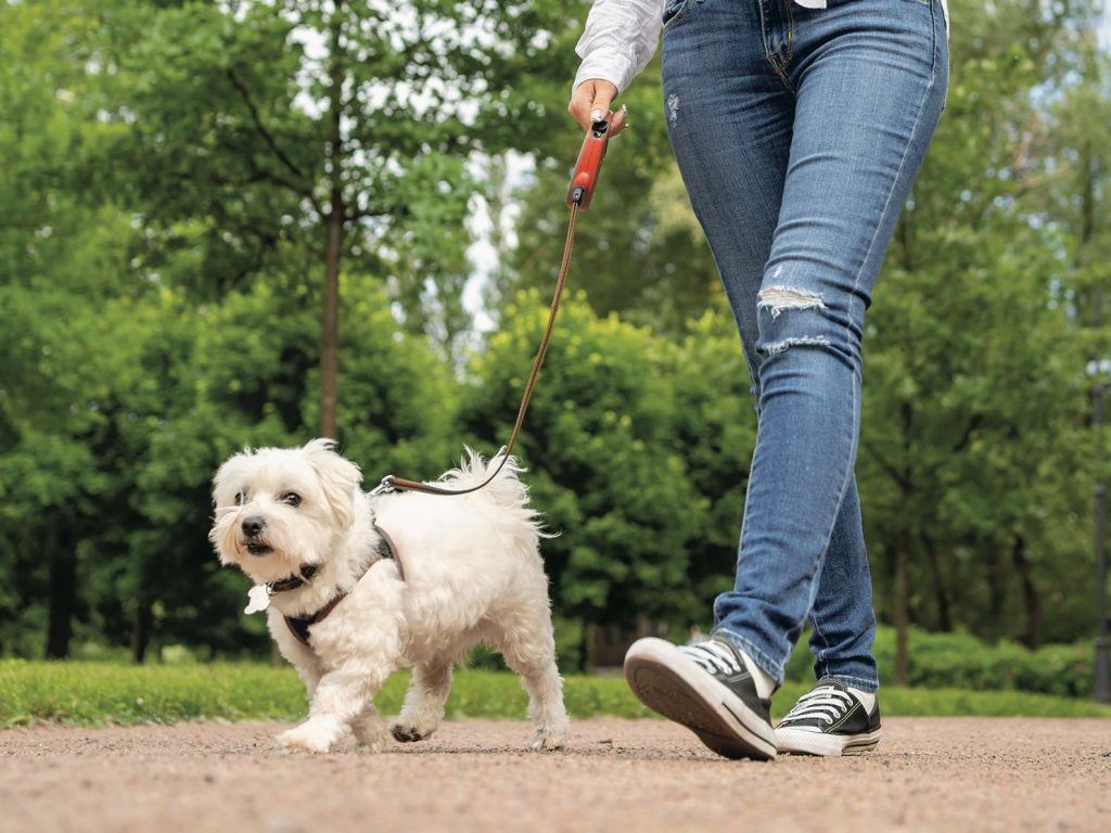 L’abc d’une promenade réussie avec son chien