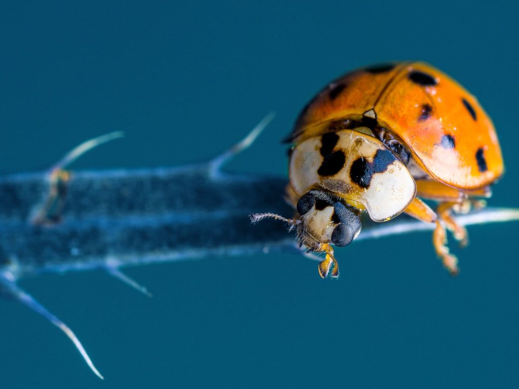 La coccinelle asiatique prolif re au point d tre envahissante L