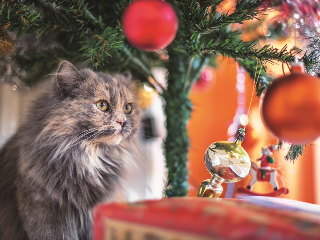 Comment protéger votre sapin de votre chat?