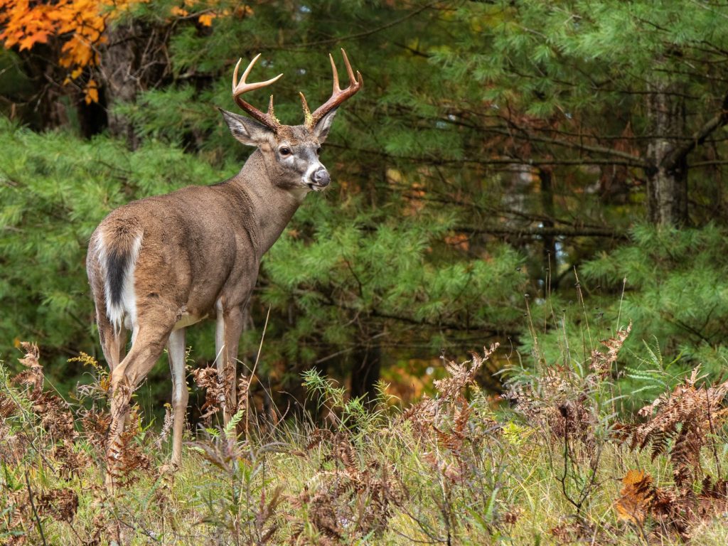 La chasse au chevreuil toujours aussi populaire en Outaouais et dans les Laurentides