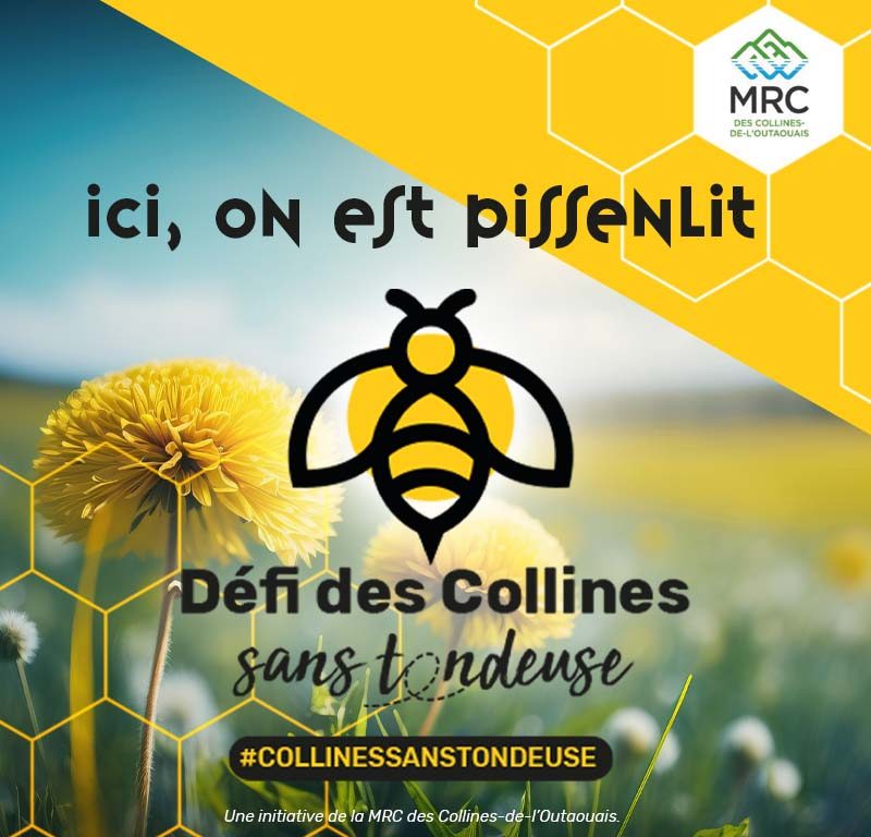 Ne pas tondre son gazon avant la mi-mai pour laisser les abeilles faire leur ouvrage