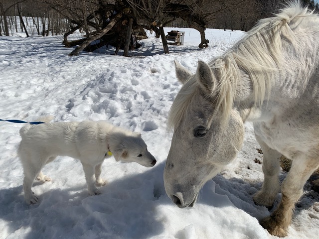 Dominique Larocque - Son cheval et son chien