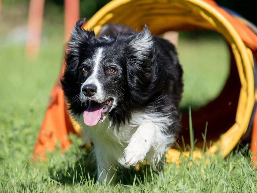 Faire garder son chien : Tout savoir pour en faire une expérience positive