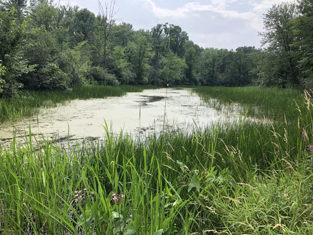 Le marais aux Grenouillettes, gatineau,milieu de vie des multiples plantes aquatiques, eau, milieu humide