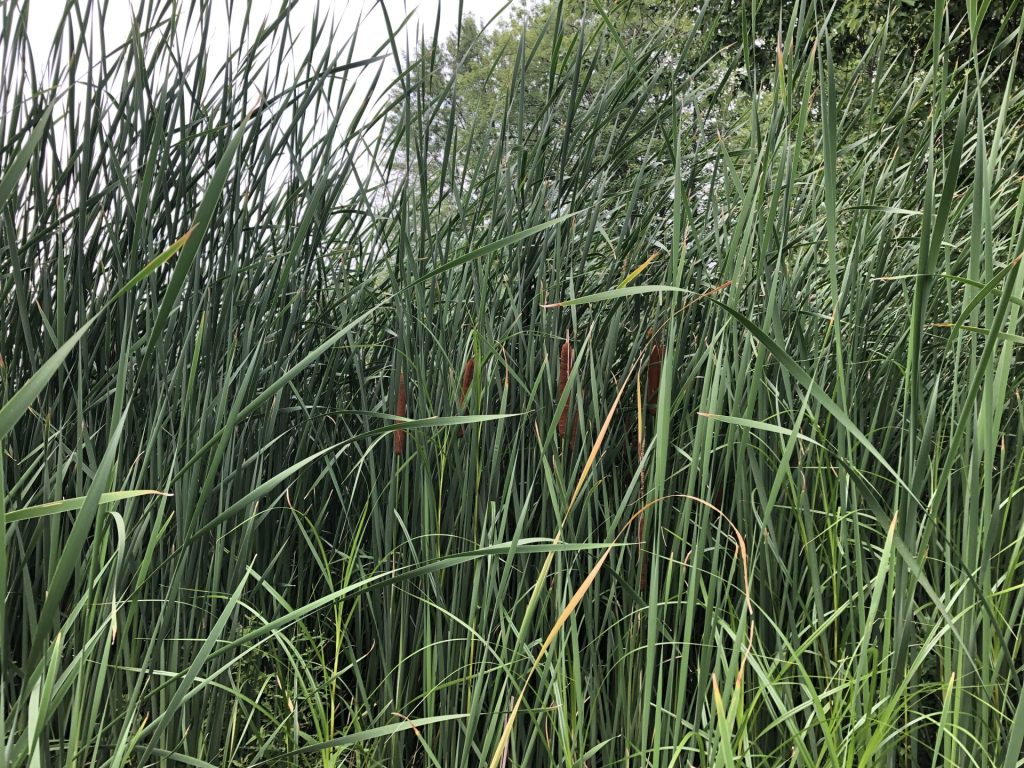 quenouilles, plante aquatique