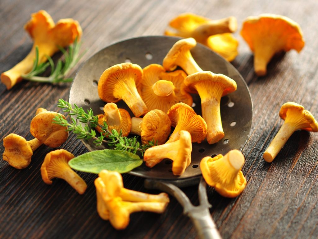 La chanterelle : L’or des bois